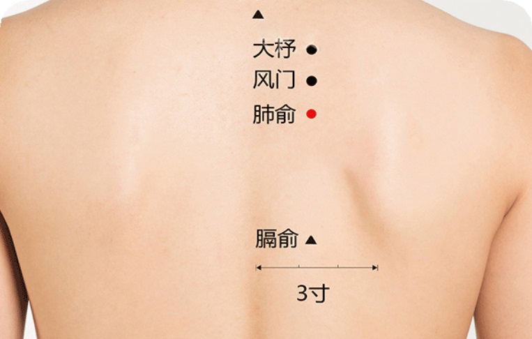 肺俞穴