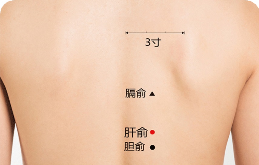 肝俞穴