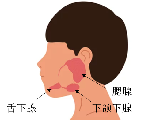 腮腺处