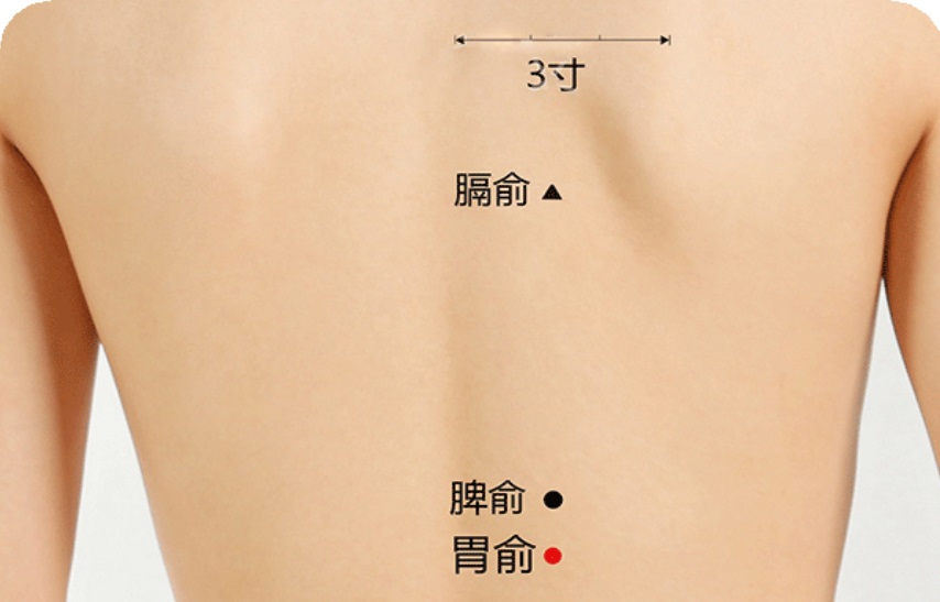 胃俞穴